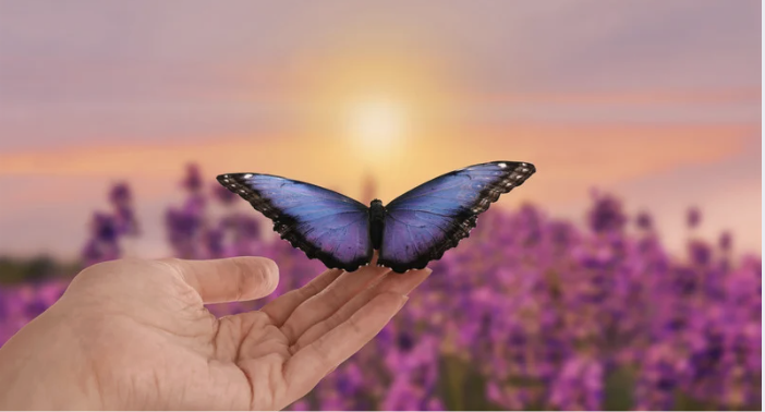 Couverture du guide 5 pas doux vers la renaissance